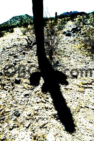 Product picture Arizona Cactus abstract 6