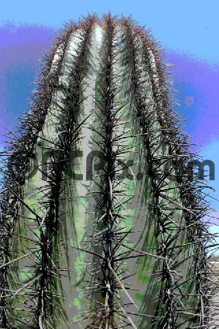 Product picture Arizona Cactus abstract 3