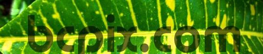 Product picture Green and Yellow Croton Leaf, web banner photo