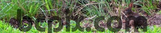 Product picture Bunny in the grass, web site banner photo
