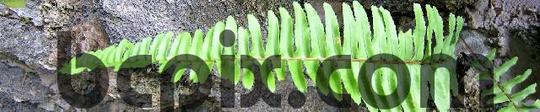 Product picture Fern leaf, web banner photo
