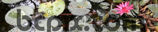 Product picture Lily pads and bloom in pons, Web Banner Photo