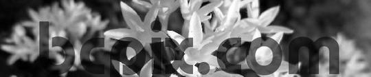 Product picture Pent Flowers, black and white web banner