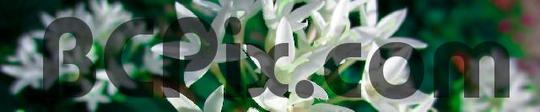 Product picture Penta Flowers, Web Site Banner