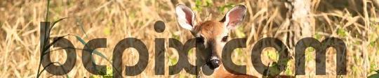Product picture Deer near Austin, TX, web banner photo