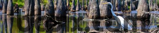 Product picture Egret in Louisiana swamp, web banner photo