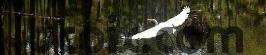 Product picture Flying egret, web banner photo