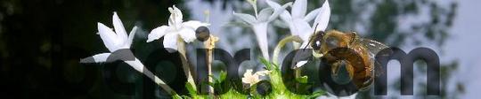 Product picture Bee on a flower, web banner photo