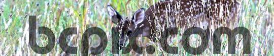 Product picture Deer in the Grass, web banner photo