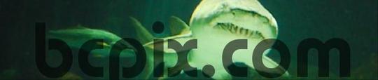 Product picture Menacing Shark in the water, web banner photo