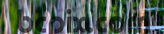 Product picture Cypress knee reflections in swamp, web banner photo
