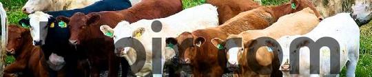 Product picture Line of cows, web banner photo