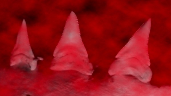 Product picture Great White Shark teeth in red fog