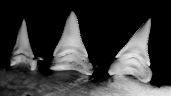 Product picture Great White Shark teeth pan in B&W