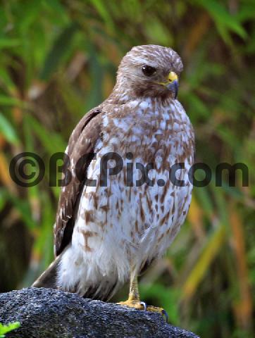 Product picture Red-Shouldered Hawk in Florida