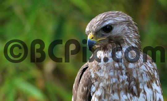 Product picture Red-Shouldered Hawk in Florida