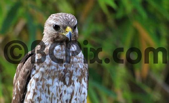 Product picture Red-Shouldered Hawk in Florida