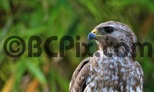 Product picture Red-Shouldered Hawk in Florida