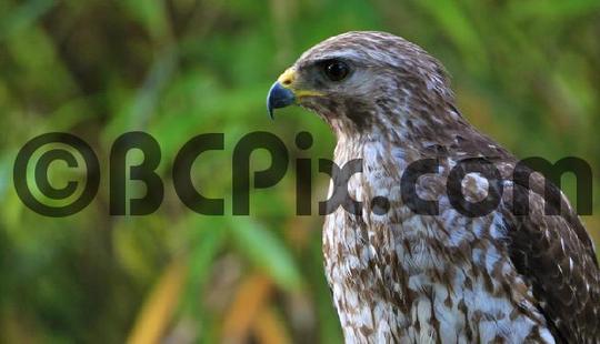 Product picture Red-Shouldered Hawk in Florida
