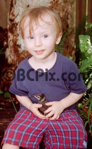 Product picture Little boy holds baby blue jay